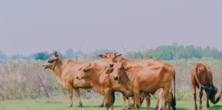 Cow Essay in Hindi