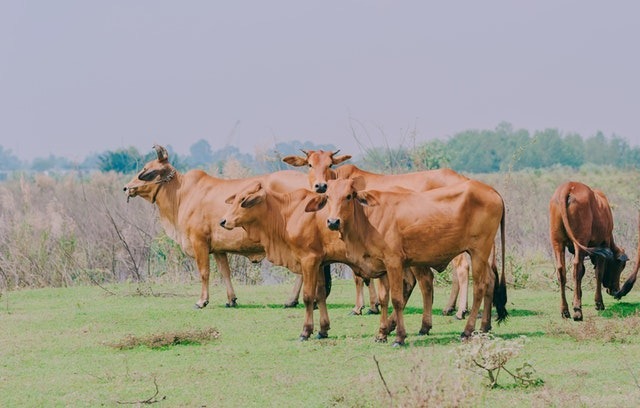 Cow Essay in Hindi