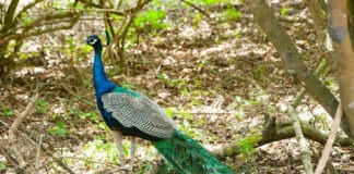 Essay on Peacock in Hindi