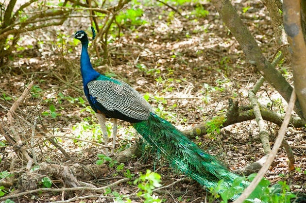 Essay on Peacock in Hindi